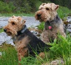 Two Welsh Terriers